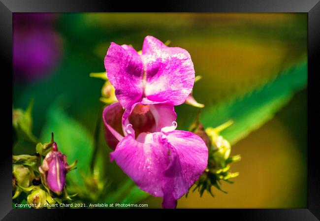Himalayan Balsam (Impatiens) Framed Print by Travel and Pixels 