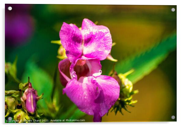 Himalayan Balsam (Impatiens) Acrylic by Travel and Pixels 
