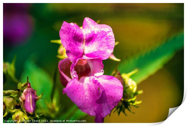 Himalayan Balsam (Impatiens) Print by Travel and Pixels 