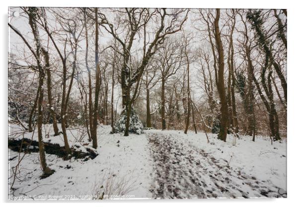 Thorncombe Woods in Winter Acrylic by Paul Brewer