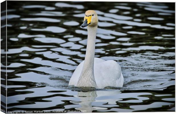 Graceful Bewick Swan Gliding on Water Canvas Print by Simon Marlow