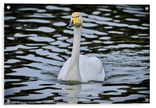 Graceful Bewick Swan Gliding on Water Acrylic by Simon Marlow