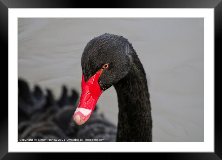 Majestic Beauty of the Black Swan Framed Mounted Print by Simon Marlow