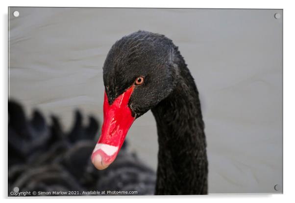 Majestic Beauty of the Black Swan Acrylic by Simon Marlow