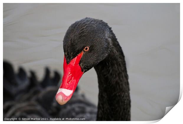 Majestic Beauty of the Black Swan Print by Simon Marlow