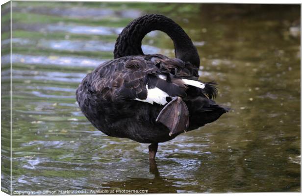 Majestic Black Swan Preening on a Tranquil Lake Canvas Print by Simon Marlow