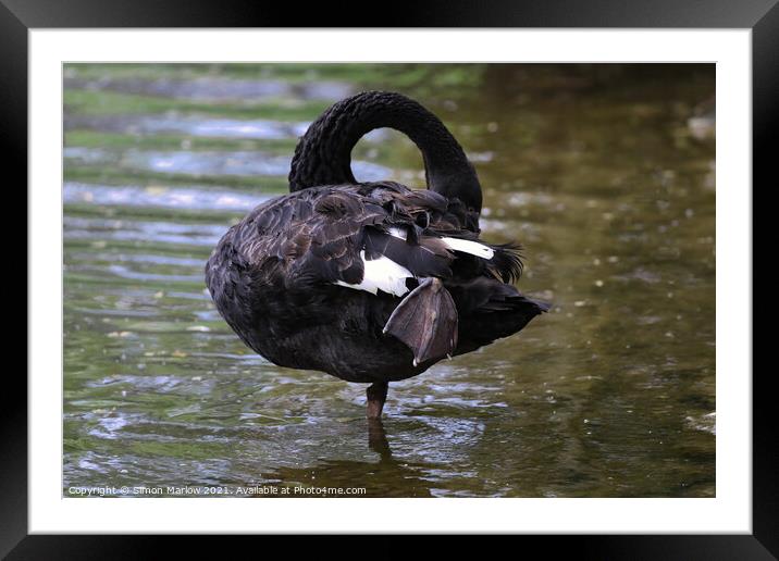Majestic Black Swan Preening on a Tranquil Lake Framed Mounted Print by Simon Marlow
