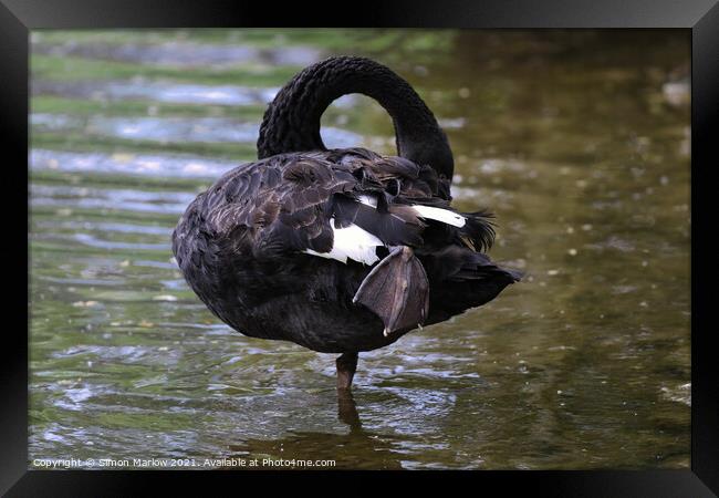 Majestic Black Swan Preening on a Tranquil Lake Framed Print by Simon Marlow