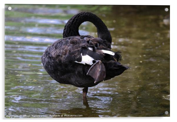 Majestic Black Swan Preening on a Tranquil Lake Acrylic by Simon Marlow