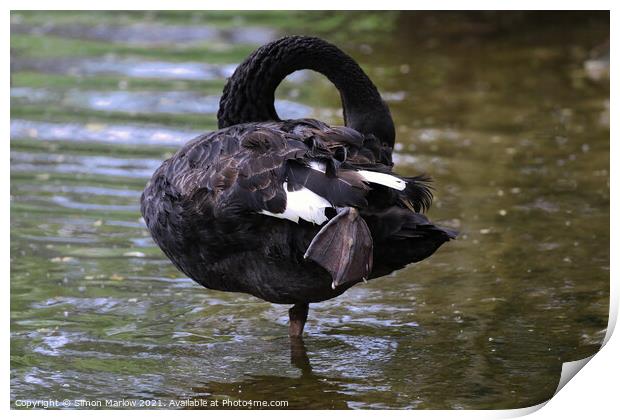 Majestic Black Swan Preening on a Tranquil Lake Print by Simon Marlow