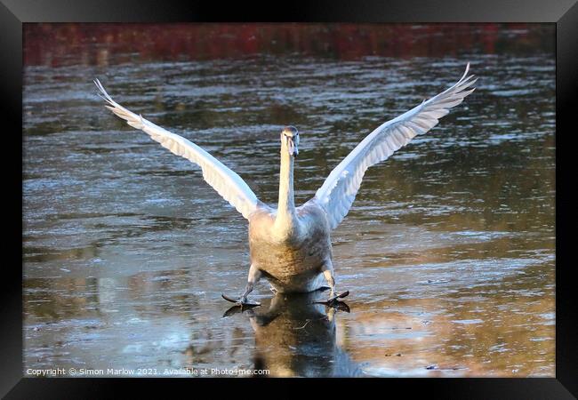 Swan landing on ice Framed Print by Simon Marlow