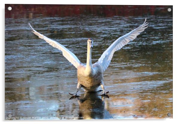 Swan landing on ice Acrylic by Simon Marlow