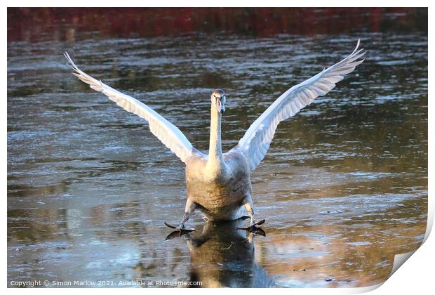 Swan landing on ice Print by Simon Marlow