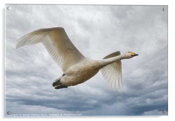 Whooper Swan in flight Acrylic by Simon Marlow