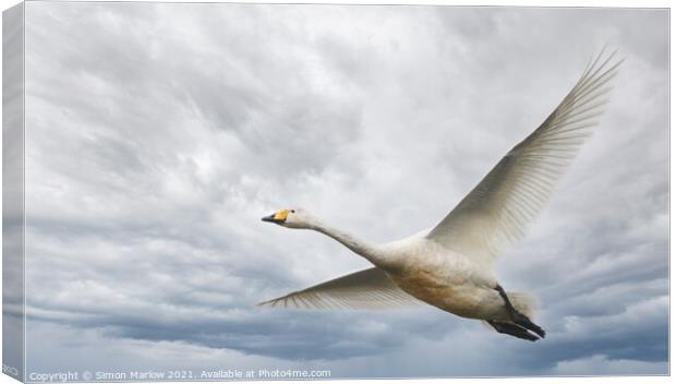 Whooper Swan in flight Canvas Print by Simon Marlow