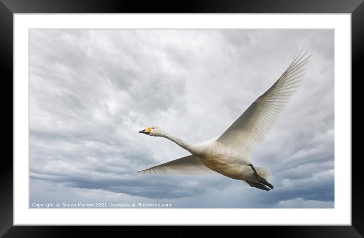 Whooper Swan in flight Framed Mounted Print by Simon Marlow