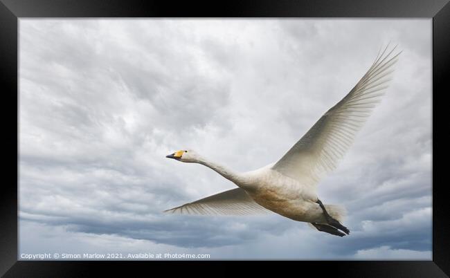 Whooper Swan in flight Framed Print by Simon Marlow