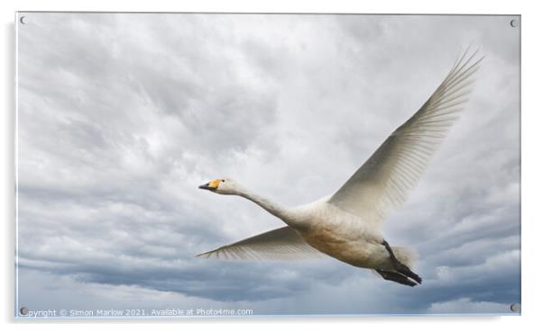 Whooper Swan in flight Acrylic by Simon Marlow