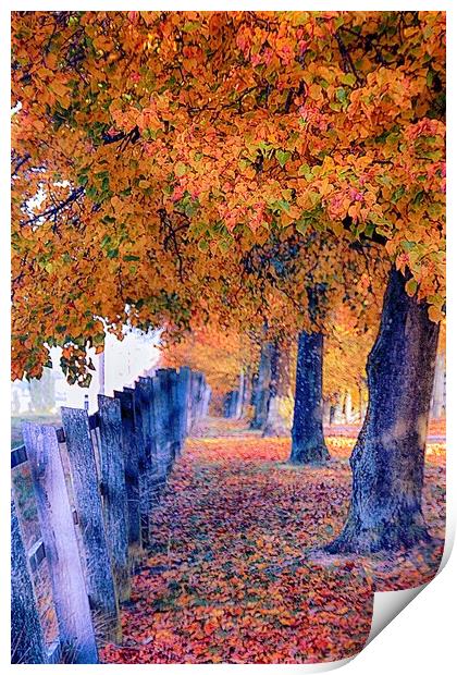 Tree Canopy Print by francesco mastrandrea