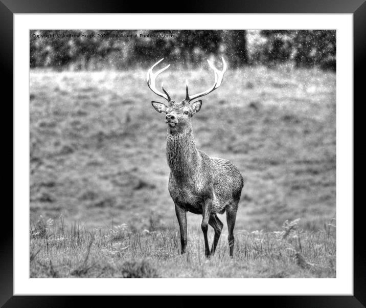 A red deer standing in a grassy field. Framed Mounted Print by Andrew Heaps