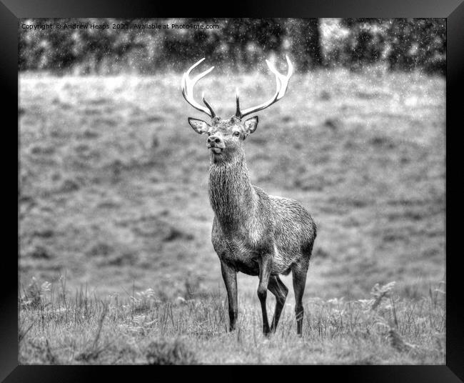 A red deer standing in a grassy field. Framed Print by Andrew Heaps