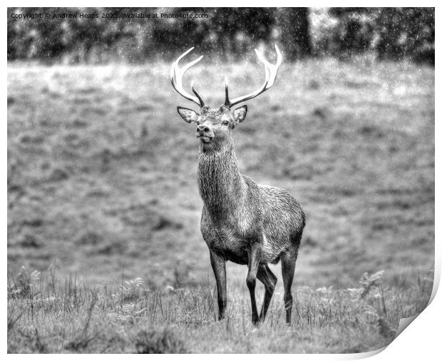 A red deer standing in a grassy field. Print by Andrew Heaps