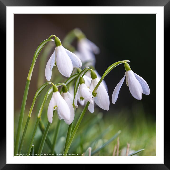 Snowdrops Framed Mounted Print by Heather Sheldrick