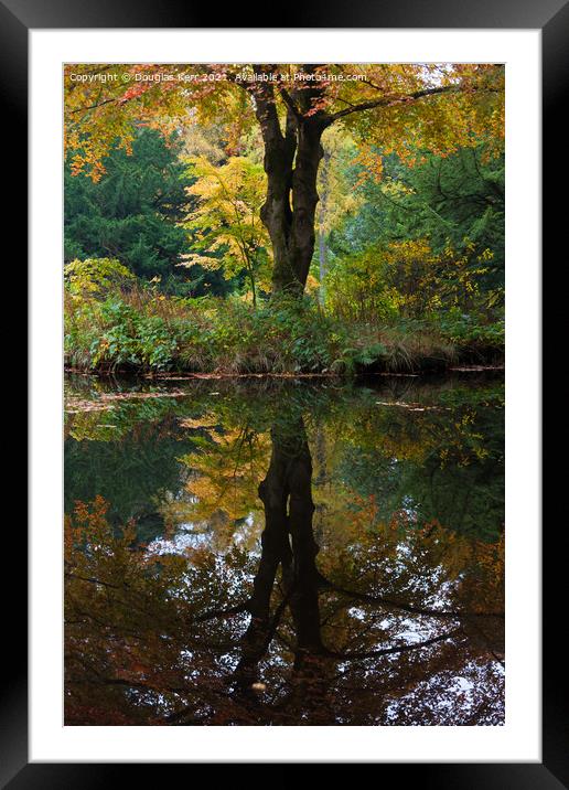 Autumn tree reflection Framed Mounted Print by Douglas Kerr