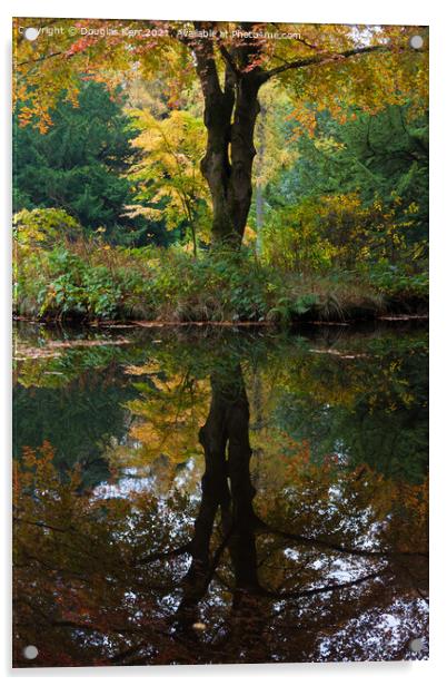Autumn tree reflection Acrylic by Douglas Kerr
