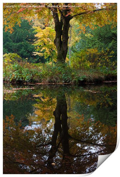 Autumn tree reflection Print by Douglas Kerr