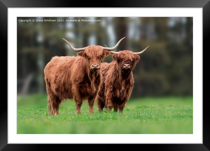 Highland cattle Portrait. Framed Mounted Print by Steve Whitham