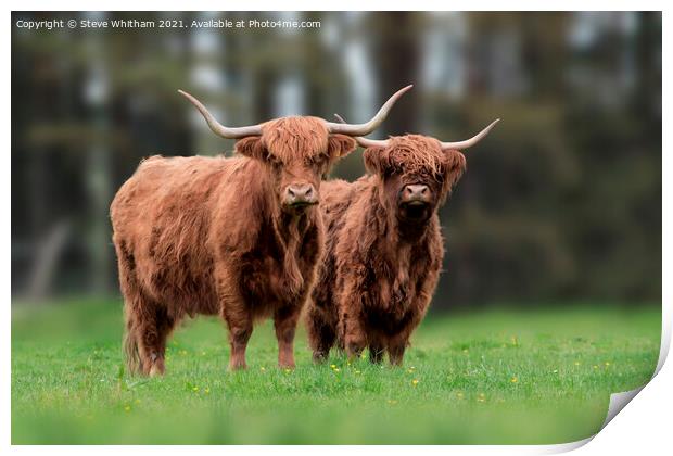 Highland cattle Portrait. Print by Steve Whitham