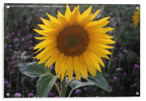 Single Sunflower Acrylic by HELEN PARKER