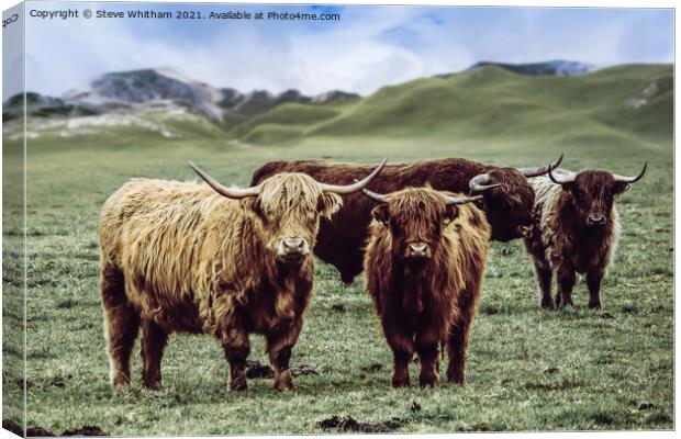 Curious Cows. Canvas Print by Steve Whitham