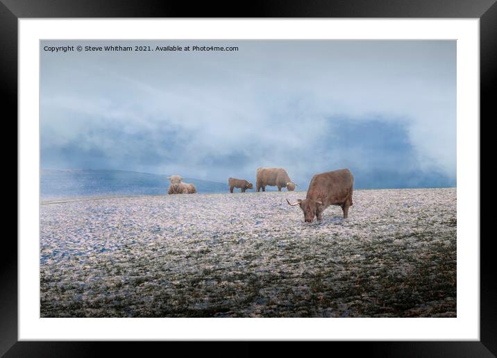 Cows in the Mist. Framed Mounted Print by Steve Whitham