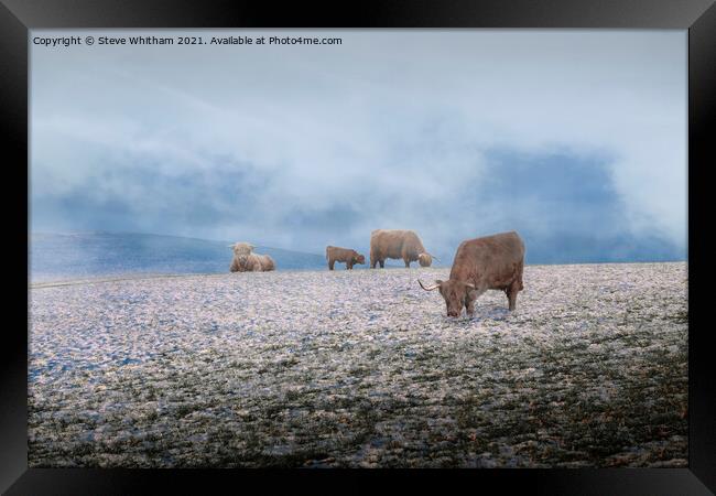 Cows in the Mist. Framed Print by Steve Whitham