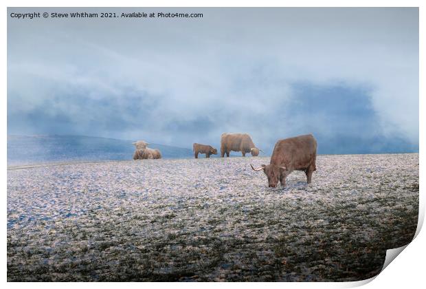 Cows in the Mist. Print by Steve Whitham