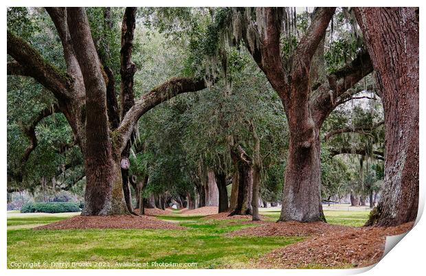 Line of Old Oaks Print by Darryl Brooks