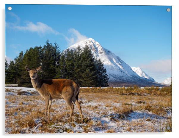 Red Deer, Rannoch Moor, Glen Coe. Acrylic by Tommy Dickson
