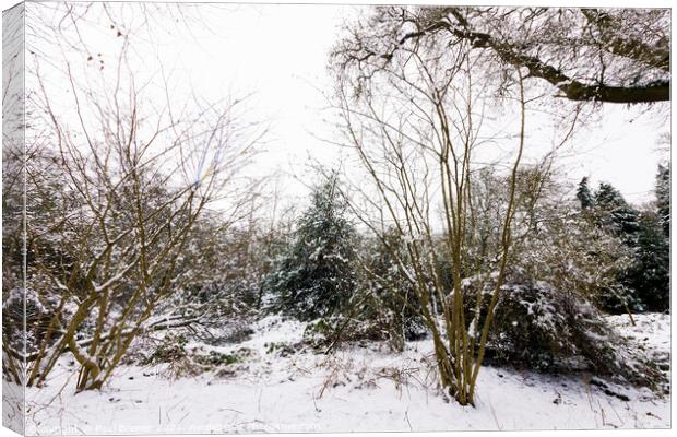 Thorncombe Woods with snow Canvas Print by Paul Brewer