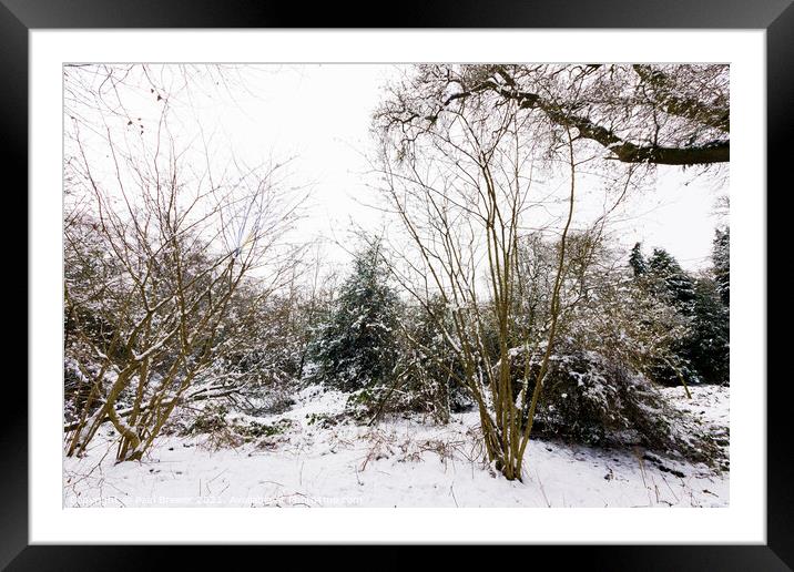 Thorncombe Woods with snow Framed Mounted Print by Paul Brewer