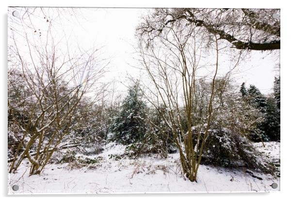 Thorncombe Woods with snow Acrylic by Paul Brewer