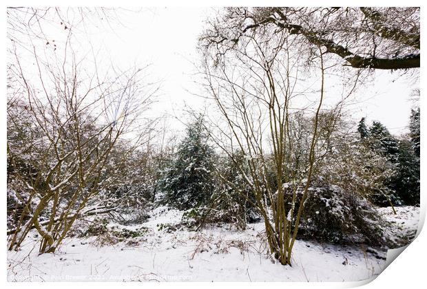 Thorncombe Woods with snow Print by Paul Brewer