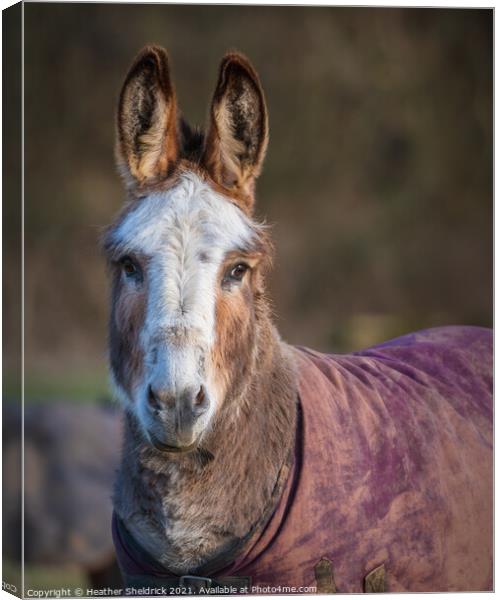 Portrait of a Donkey Canvas Print by Heather Sheldrick
