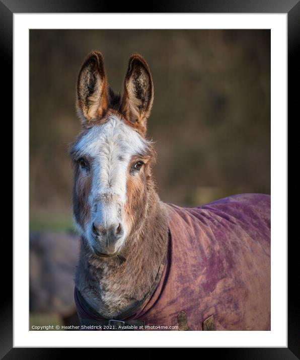 Portrait of a Donkey Framed Mounted Print by Heather Sheldrick