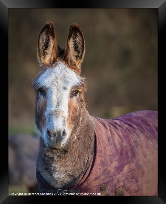 Portrait of a Donkey Framed Print by Heather Sheldrick