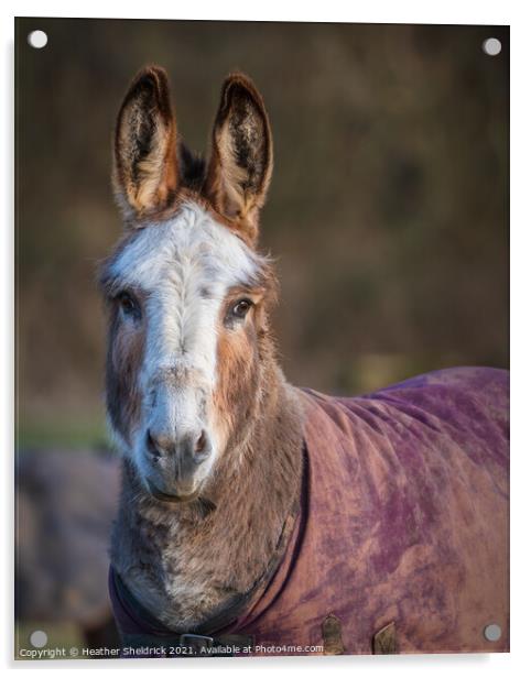 Portrait of a Donkey Acrylic by Heather Sheldrick