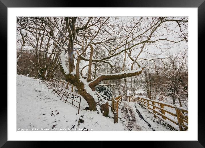 Thorncombe Woods Framed Mounted Print by Paul Brewer