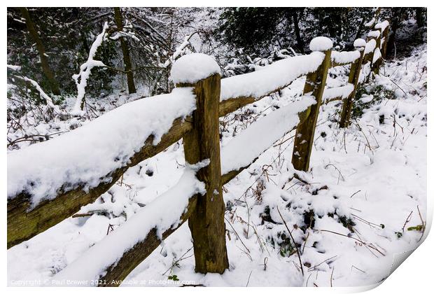 Thorncombe Woods fence line Print by Paul Brewer