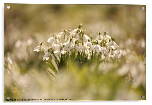 Snowdrop flowers Acrylic by Simon Johnson